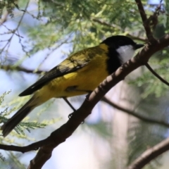 Pachycephala pectoralis at Tidbinbilla Nature Reserve - 25 Mar 2024 01:56 PM