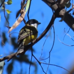 Pachycephala pectoralis at Tidbinbilla Nature Reserve - 25 Mar 2024 01:56 PM