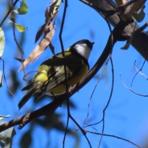 Pachycephala pectoralis at Tidbinbilla Nature Reserve - 25 Mar 2024 01:56 PM