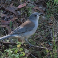 Colluricincla harmonica (Grey Shrikethrush) at Kambah, ACT - 25 Mar 2024 by RodDeb