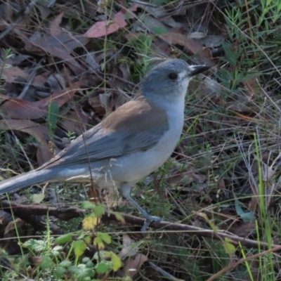 Colluricincla harmonica (Grey Shrikethrush) at Tidbinbilla Nature Reserve - 25 Mar 2024 by RodDeb