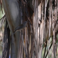 Colluricincla harmonica at Tidbinbilla Nature Reserve - 25 Mar 2024