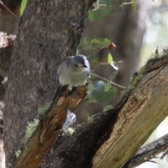 Colluricincla harmonica at Tidbinbilla Nature Reserve - 25 Mar 2024