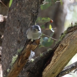 Colluricincla harmonica at Tidbinbilla Nature Reserve - 25 Mar 2024 01:23 PM