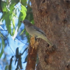 Colluricincla harmonica at Tidbinbilla Nature Reserve - 25 Mar 2024 01:23 PM