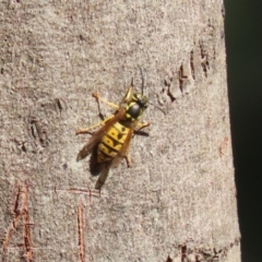 Vespula germanica (European wasp) at Paddys River, ACT - 25 Mar 2024 by RodDeb