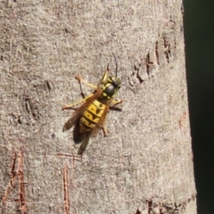 Vespula germanica (German Yellowjacket Wasp (also known as European Wasp)) at Tidbinbilla Nature Reserve - 25 Mar 2024 by RodDeb
