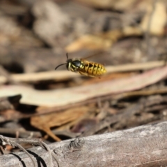 Vespula germanica at Tidbinbilla Nature Reserve - 25 Mar 2024 03:23 PM