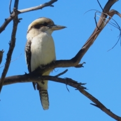 Dacelo novaeguineae (Laughing Kookaburra) at Kambah, ACT - 25 Mar 2024 by RodDeb