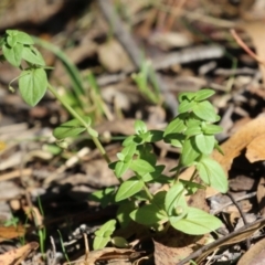 Lysimachia arvensis (Scarlet Pimpernel) at Tidbinbilla Nature Reserve - 25 Mar 2024 by RodDeb