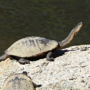 Chelodina longicollis at Tidbinbilla Nature Reserve - 25 Mar 2024 03:25 PM