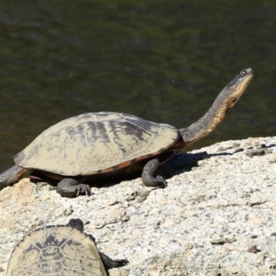 Chelodina longicollis (Eastern Long-necked Turtle) at Tidbinbilla Nature Reserve - 25 Mar 2024 by RodDeb