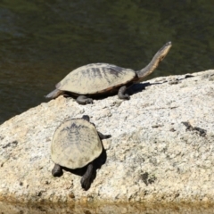 Chelodina longicollis at Tidbinbilla Nature Reserve - 25 Mar 2024 03:25 PM