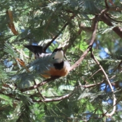 Pachycephala rufiventris (Rufous Whistler) at Tidbinbilla Nature Reserve - 25 Mar 2024 by RodDeb