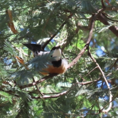 Pachycephala rufiventris (Rufous Whistler) at Kambah, ACT - 25 Mar 2024 by RodDeb