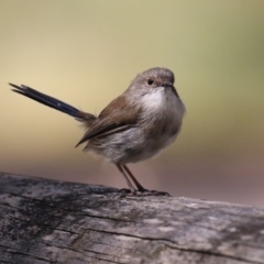 Malurus cyaneus (Superb Fairywren) at Kambah, ACT - 25 Mar 2024 by RodDeb