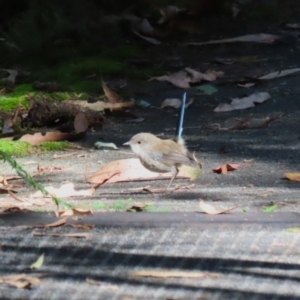 Malurus cyaneus at Tidbinbilla Nature Reserve - 25 Mar 2024 01:38 PM