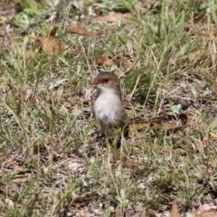 Malurus cyaneus at Tidbinbilla Nature Reserve - 25 Mar 2024 01:38 PM