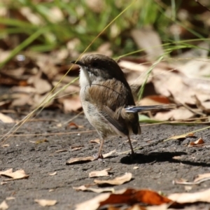 Malurus cyaneus at Tidbinbilla Nature Reserve - 25 Mar 2024 01:38 PM