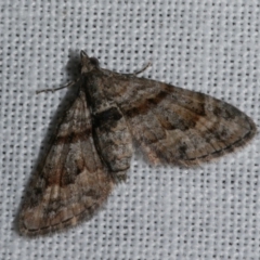 Phrissogonus laticostata (Apple looper moth) at Freshwater Creek, VIC - 11 Feb 2024 by WendyEM