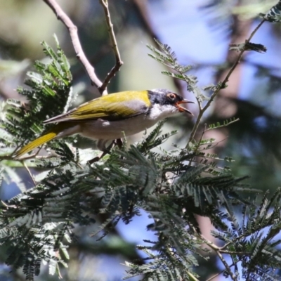 Melithreptus lunatus (White-naped Honeyeater) at Tidbinbilla Nature Reserve - 25 Mar 2024 by RodDeb