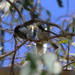 Melithreptus lunatus at Tidbinbilla Nature Reserve - 25 Mar 2024