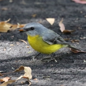 Eopsaltria australis at Tidbinbilla Nature Reserve - 25 Mar 2024