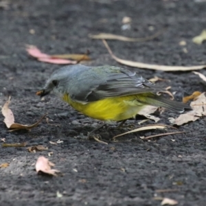 Eopsaltria australis at Tidbinbilla Nature Reserve - 25 Mar 2024 01:26 PM