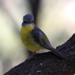 Eopsaltria australis at Tidbinbilla Nature Reserve - 25 Mar 2024 01:26 PM