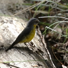 Eopsaltria australis at Tidbinbilla Nature Reserve - 25 Mar 2024