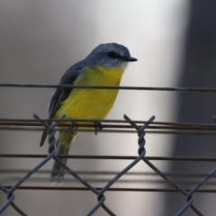 Eopsaltria australis at Tidbinbilla Nature Reserve - 25 Mar 2024