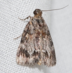 Spectrotrota fimbrialis (A Pyralid moth) at Freshwater Creek, VIC - 11 Feb 2024 by WendyEM