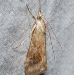 Hellula hydralis (Cabbage Centre Moth) at Freshwater Creek, VIC - 11 Feb 2024 by WendyEM