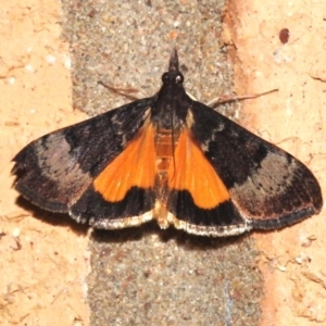 Uresiphita ornithopteralis at Wanniassa, ACT - 26 Mar 2024 08:04 PM