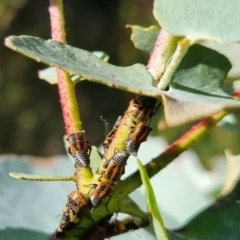 Eurypella tasmaniensis at QPRC LGA - suppressed