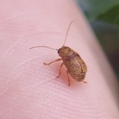 Cadmus sp. (genus) (Unidentified Cadmus leaf beetle) at QPRC LGA - 23 Mar 2024 by clarehoneydove