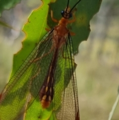 Nymphes myrmeleonoides (Blue eyes lacewing) at QPRC LGA - 23 Mar 2024 by clarehoneydove