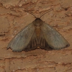 Heliocheilus moribunda (A Noctuid moth) at Wanniassa, ACT - 26 Mar 2024 by JohnBundock