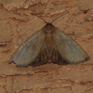 Heliocheilus moribunda at Wanniassa, ACT - 26 Mar 2024 08:02 PM