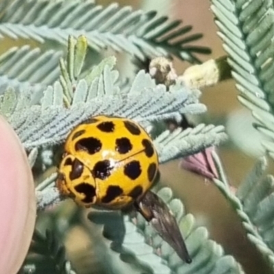 Harmonia conformis (Common Spotted Ladybird) at QPRC LGA - 24 Mar 2024 by clarehoneydove