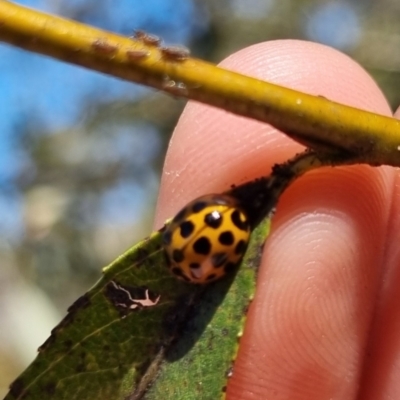 Harmonia conformis (Common Spotted Ladybird) at QPRC LGA - 24 Mar 2024 by clarehoneydove