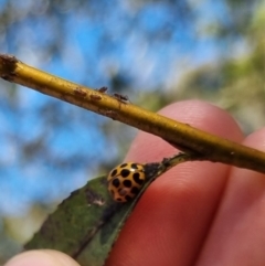 Harmonia conformis at QPRC LGA - 24 Mar 2024