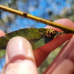 Harmonia conformis at QPRC LGA - suppressed