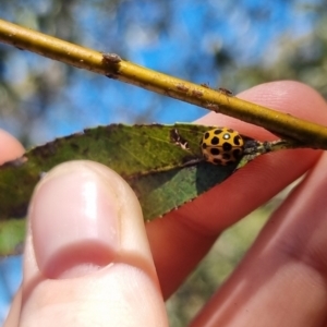 Harmonia conformis at QPRC LGA - 24 Mar 2024