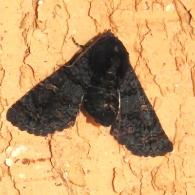 Pataeta carbo (Dark Euteliid) at Wanniassa, ACT - 26 Mar 2024 by JohnBundock