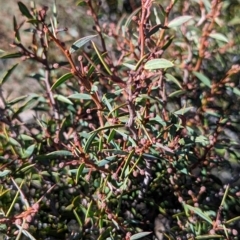 Acacia siculiformis (Dagger Wattle) at Alpine National Park - 23 Mar 2024 by HelenCross