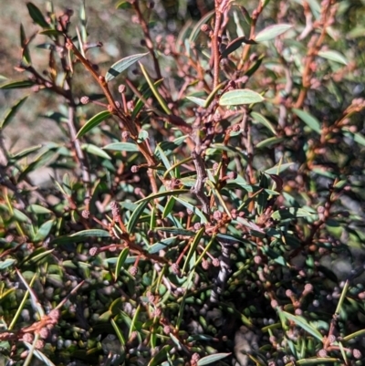 Acacia siculiformis (Dagger Wattle) at Alpine National Park - 23 Mar 2024 by HelenCross