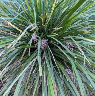 Lomandra longifolia (Spiny-headed Mat-rush, Honey Reed) at Majura Primary School, Watson - 26 Mar 2024 by AniseStar