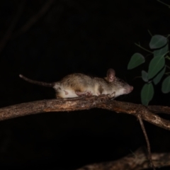 Rattus rattus (Black Rat) at Red Hill Nature Reserve - 25 Mar 2024 by Ct1000