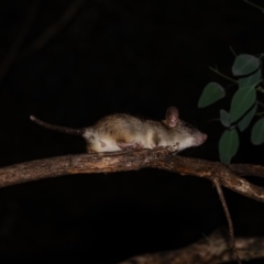 Rattus rattus (Black Rat) at Deakin, ACT - 25 Mar 2024 by Ct1000